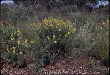 APII jpeg image of Crotalaria trifoliastrum  © contact APII