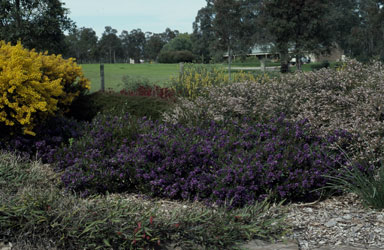 APII jpeg image of Hardenbergia violacea  © contact APII