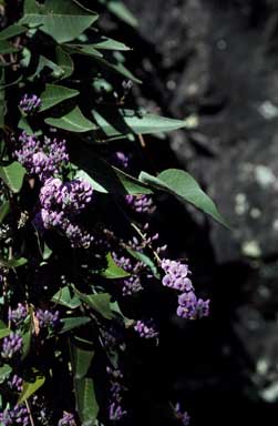 APII jpeg image of Hardenbergia violacea  © contact APII