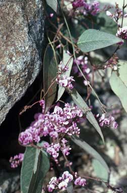 APII jpeg image of Hardenbergia violacea var. rosea  © contact APII