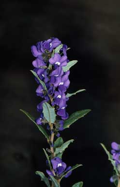 APII jpeg image of Hovea chorizemifolia  © contact APII