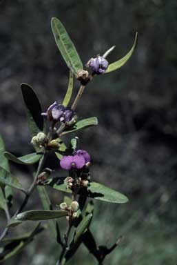 APII jpeg image of Hovea planifolia  © contact APII