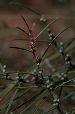 APII jpeg image of Indigofera linifolia  © contact APII