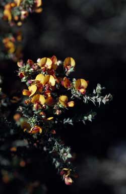 APII jpeg image of Pultenaea procumbens  © contact APII