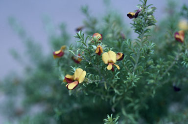 APII jpeg image of Pultenaea setulosa  © contact APII