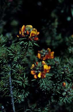 APII jpeg image of Pultenaea lapidosa  © contact APII