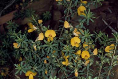 APII jpeg image of Pultenaea villosa 'Wallum Gold'  © contact APII