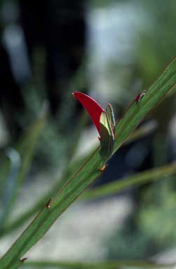 APII jpeg image of Leptosema aphyllum  © contact APII