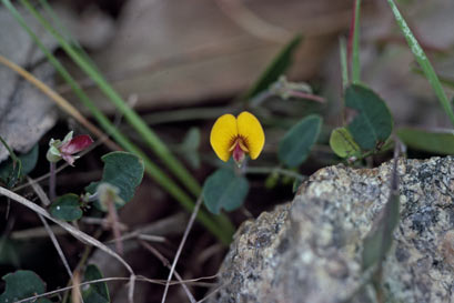 APII jpeg image of Bossiaea prostrata  © contact APII