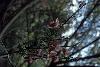 APII jpeg image of Cytisus sp.  © contact APII