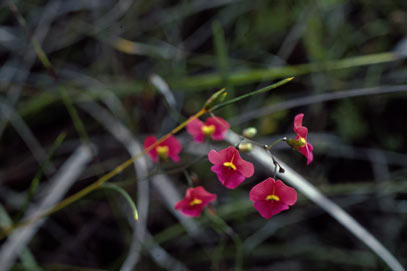 APII jpeg image of Chorizema glycinifolium  © contact APII