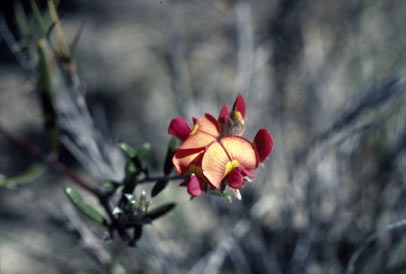 APII jpeg image of Chorizema obtusifolium  © contact APII