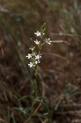 APII jpeg image of Buchnera linearis  © contact APII