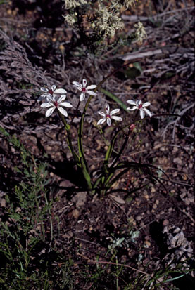 APII jpeg image of Burchardia multiflora  © contact APII