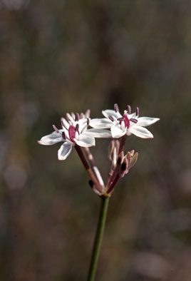 APII jpeg image of Burchardia umbellata  © contact APII