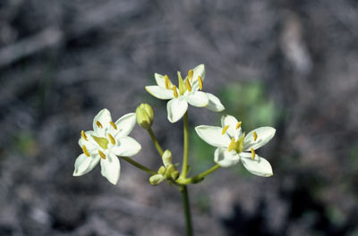 APII jpeg image of Burchardia umbellata  © contact APII