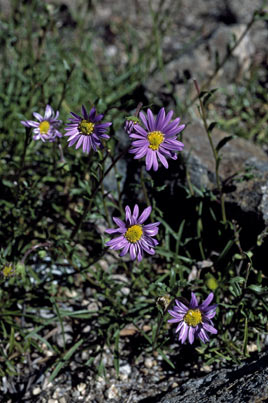 APII jpeg image of Calotis scabiosifolia var. integrifolia  © contact APII