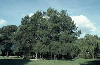 APII jpeg image of Casuarina cunninghamiana  © contact APII