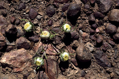 APII jpeg image of Myriocephalus pluriflorus  © contact APII