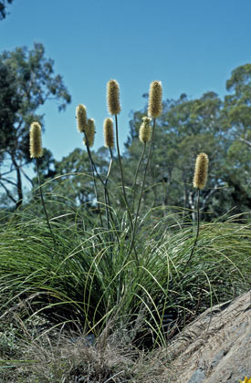 APII jpeg image of Xanthorrhoea macronema  © contact APII