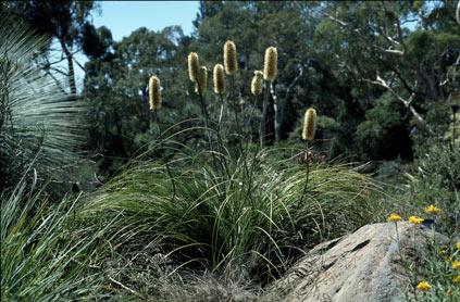 APII jpeg image of Xanthorrhoea macronema  © contact APII