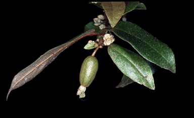 APII jpeg image of Elaeagnus triflora  © contact APII