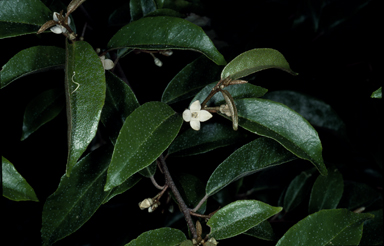 APII jpeg image of Elaeagnus triflora  © contact APII