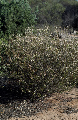 APII jpeg image of Thryptomene caycina  © contact APII