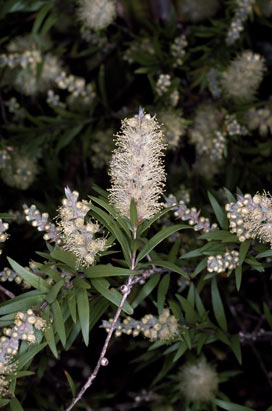 APII jpeg image of Callistemon shiressii  © contact APII