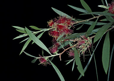 APII jpeg image of Callistemon pauciflorus  © contact APII