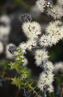 APII jpeg image of Melaleuca longistaminea  © contact APII