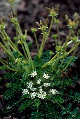 APII jpeg image of Oreomyrrhis sessiliflora  © contact APII