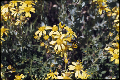 APII jpeg image of Senecio magnificus  © contact APII