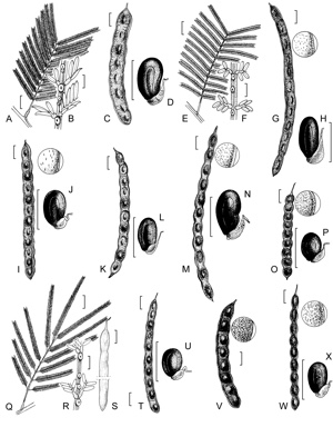 APII jpeg image of Acacia storyi,<br/>Acacia silvestris,<br/>Acacia parramattensis,<br/>Acacia olsenii,<br/>Acacia constablei,<br/>Acacia loroloba,<br/>Acacia decurrens,<br/>Acacia deanei subsp. paucijuga,<br/>Acacia pedleyi,<br/>Acacia mearnsii  © contact APII