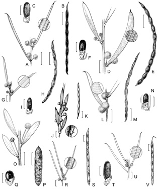 APII jpeg image of Acacia lineolata subsp. lineolata,<br/>Acacia inceana subsp. conformis,<br/>Acacia lineolata subsp. multilineata,<br/>Acacia enervia subsp. enervia,<br/>Acacia unguicula,<br/>Acacia inceana subsp. inceana,<br/>Acacia whibleyana,<br/>Acacia enervia subsp. explicata  © contact APII