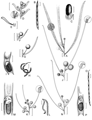 APII jpeg image of Acacia tessellata,<br/>Acacia barattensis,<br/>Acacia menzelii,<br/>Acacia gracilifolia,<br/>Acacia wilhelmiana  © contact APII