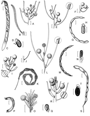 APII jpeg image of Acacia ascendens,<br/>Acacia viscifolia,<br/>Acacia leptalea,<br/>Acacia abrupta,<br/>Acacia cowaniana,<br/>Acacia helmsiana  © contact APII