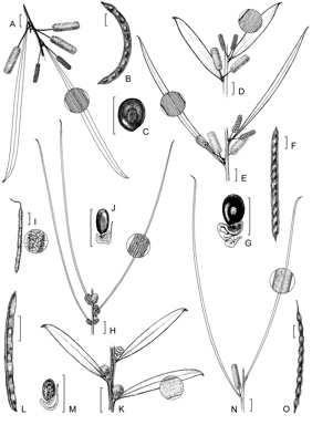 APII jpeg image of Acacia curranii,<br/>Acacia crenulata,<br/>Acacia signata,<br/>Acacia yorkrakinensis subsp. yorkrakinensis,<br/>Acacia desmondii,<br/>Acacia yorkrakinensis subsp. acrita  © contact APII