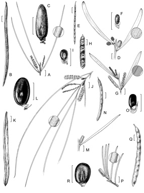 APII jpeg image of Acacia cyperophylla var. cyperophylla,<br/>Acacia grasbyi,<br/>Acacia aprepta,<br/>Acacia cyperophylla var. omearana,<br/>Acacia rhodophloia  © contact APII