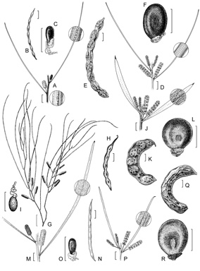 APII jpeg image of Acacia wanyu,<br/>Acacia cuthbertsonii subsp. linearis,<br/>Acacia cuthbertsonii subsp. cuthbertsonii,<br/>Acacia tenuissima,<br/>Acacia adsurgens,<br/>Acacia exilis  © contact APII