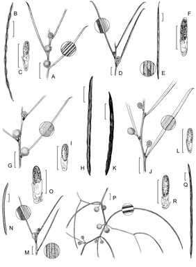 APII jpeg image of Acacia epedunculata,<br/>Acacia sciophanes,<br/>Acacia heteroneura var. heteroneura,<br/>Acacia heteroneura var. jutsonii,<br/>Acacia heteroneura var. petila  © contact APII