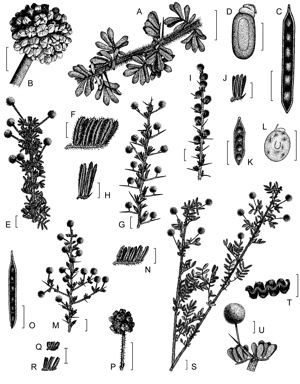 APII jpeg image of Acacia lasiocarpa var. sedifolia,<br/>Acacia epacantha,<br/>Acacia guinetii,<br/>Acacia fagonioides,<br/>Acacia plicata,<br/>Acacia megacephala,<br/>Acacia lasiocarpa var. lasiocarpa,<br/>Acacia lasiocarpa var. bracteolata  © contact APII