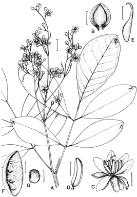 APII jpeg image of Storckiella australiensis  © contact APII