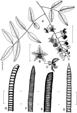 APII jpeg image of Cassia queenslandica,<br/>Cassia brewsteri var. brewsteri,<br/>Cassia brewsteri var. tomentella,<br/>Cassia brewsteri,<br/>Cassia brewsteri var. marksiana  © contact APII