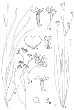 APII jpeg image of Conospermum paniculatum,<br/>Conospermum quadripetalum  © contact APII