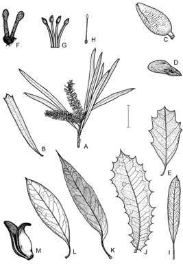 APII jpeg image of Xylomelum angustifolium,<br/>Xylomelum occidentale,<br/>Xylomelum cunninghamianum,<br/>Xylomelum pyriforme,<br/>Xylomelum scottianum  © contact APII