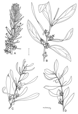 APII jpeg image of Persoonia chamaepitys,<br/>Persoonia sericea,<br/>Persoonia rigida,<br/>Persoonia levis  © contact APII