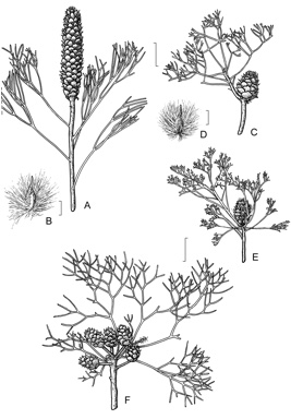 APII jpeg image of Petrophile canescens,<br/>Petrophile shirleyae,<br/>Petrophile sessilis,<br/>Petrophile pedunculata  © contact APII