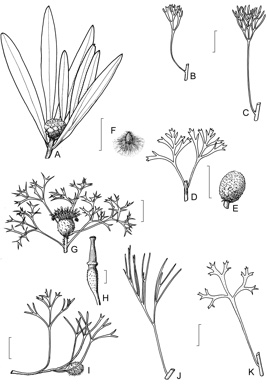 APII jpeg image of Isopogon dawsonii,<br/>Isopogon petiolaris,<br/>Isopogon fletcheri,<br/>Isopogon prostratus,<br/>Isopogon mnoraifolius,<br/>Isopogon anemonifolius,<br/>Isopogon anethifolius,<br/>Isopogon ceratophyllus  © contact APII