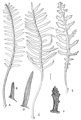 APII jpeg image of Banksia blechnifolia,<br/>Banksia repens,<br/>Banksia chamaephyton  © contact APII